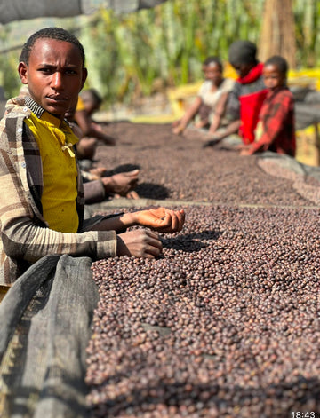 Speciality coffee from Africa 
