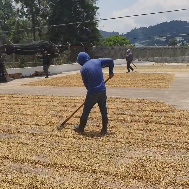 Savor the essence of Guatemala with our light-roasted specialty coffee, perfect for filter brewing. Bursting with fruity undertones, each sip reflects our commitment to ethical sourcing and meticulous roasting for a truly exceptional cup