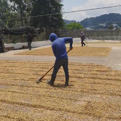 Savor the essence of Guatemala with our light-roasted specialty coffee, perfect for filter brewing. Bursting with fruity undertones, each sip reflects our commitment to ethical sourcing and meticulous roasting for a truly exceptional cup