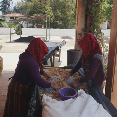 Explore the dynamic flavors of Guatemala in every cup of our light-roasted specialty coffee, tailored for filter brewing. Crafted with care and sustainably sourced, this brew embodies the lush landscapes and fruity complexities of its origin